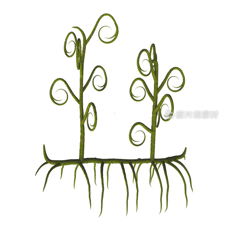 Asteroxylon sp植物